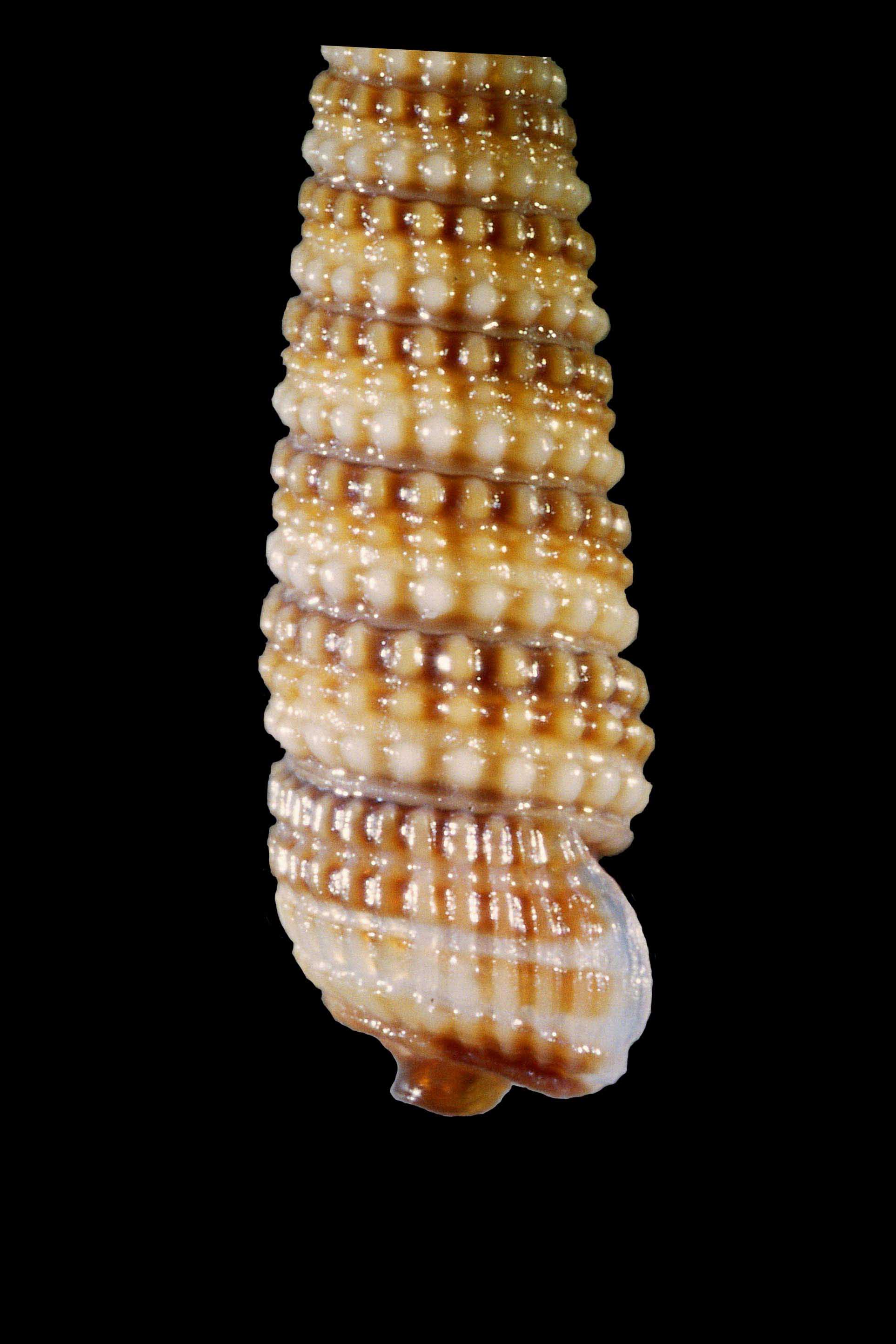 Chaerodonta pallescens
